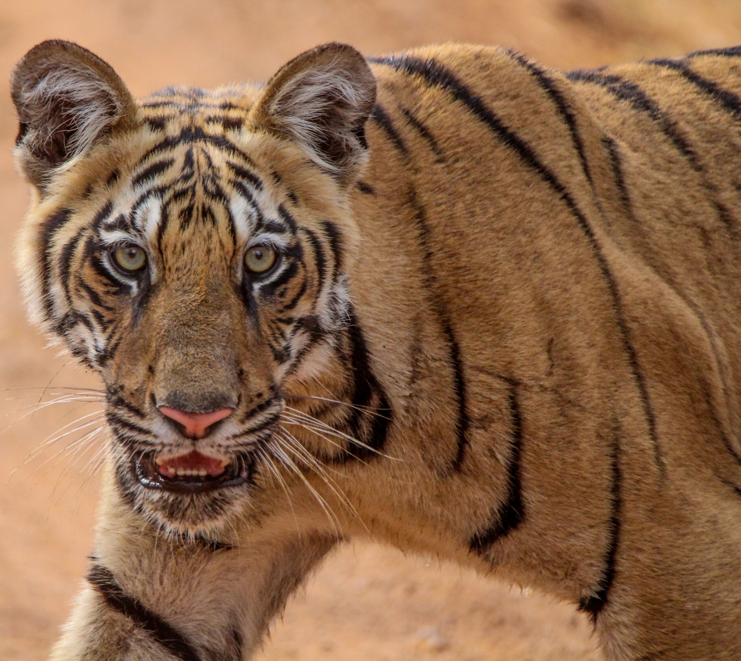 Best Indian Tiger Reserves for First-Time American Visitors