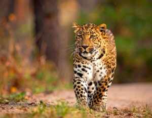 Leopard Safaris India