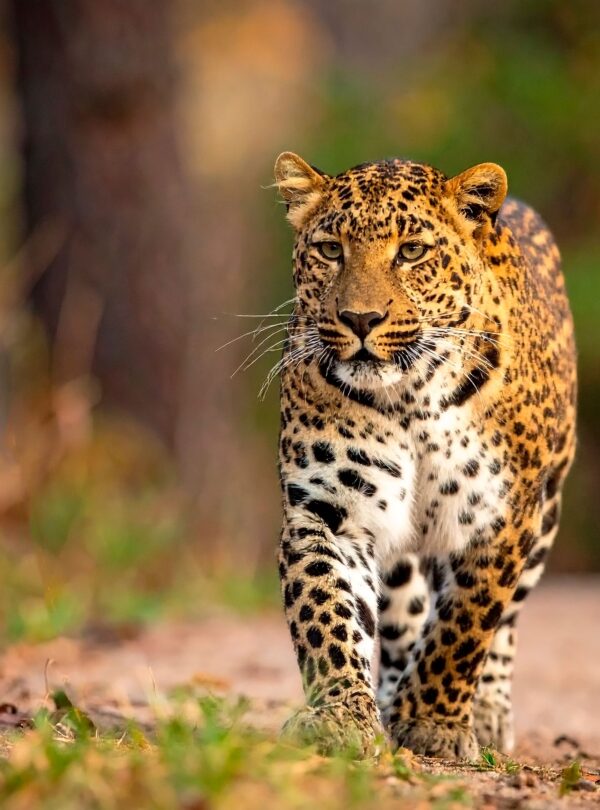 Leopard Safaris India