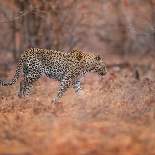 A selective focus shot of a leopard walking in the forest