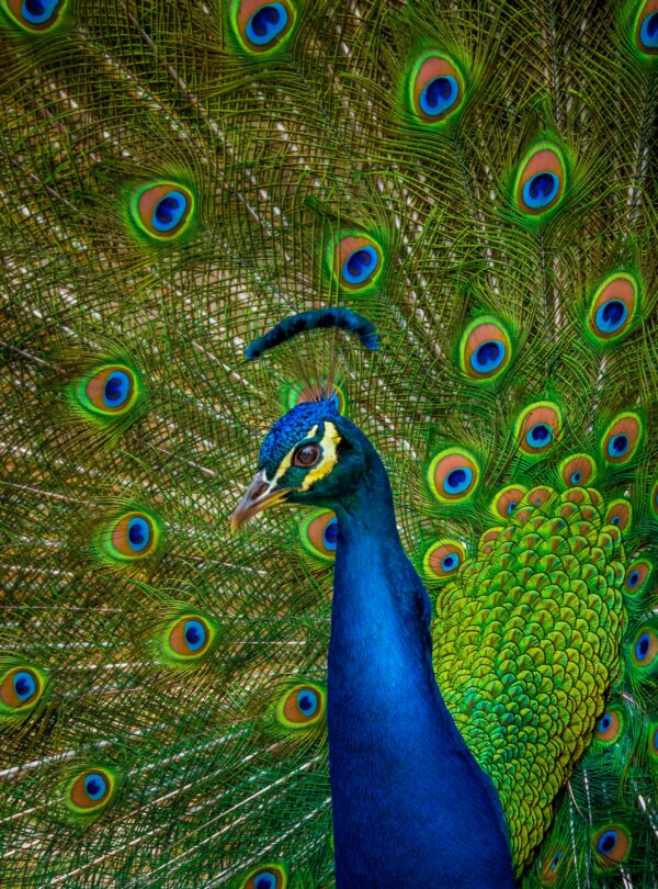 siddhant-kumar-lxJCMVSy3Ow-unsplash