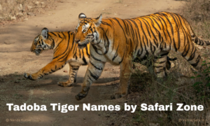 Tadoba Tiger Names by Zone (2026) | Vanraj Safaris