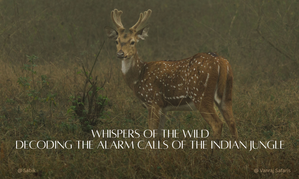 Whispers of the Wild: Decoding the Alarm Calls of the Indian Jungle
