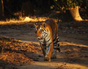 Indian tiger