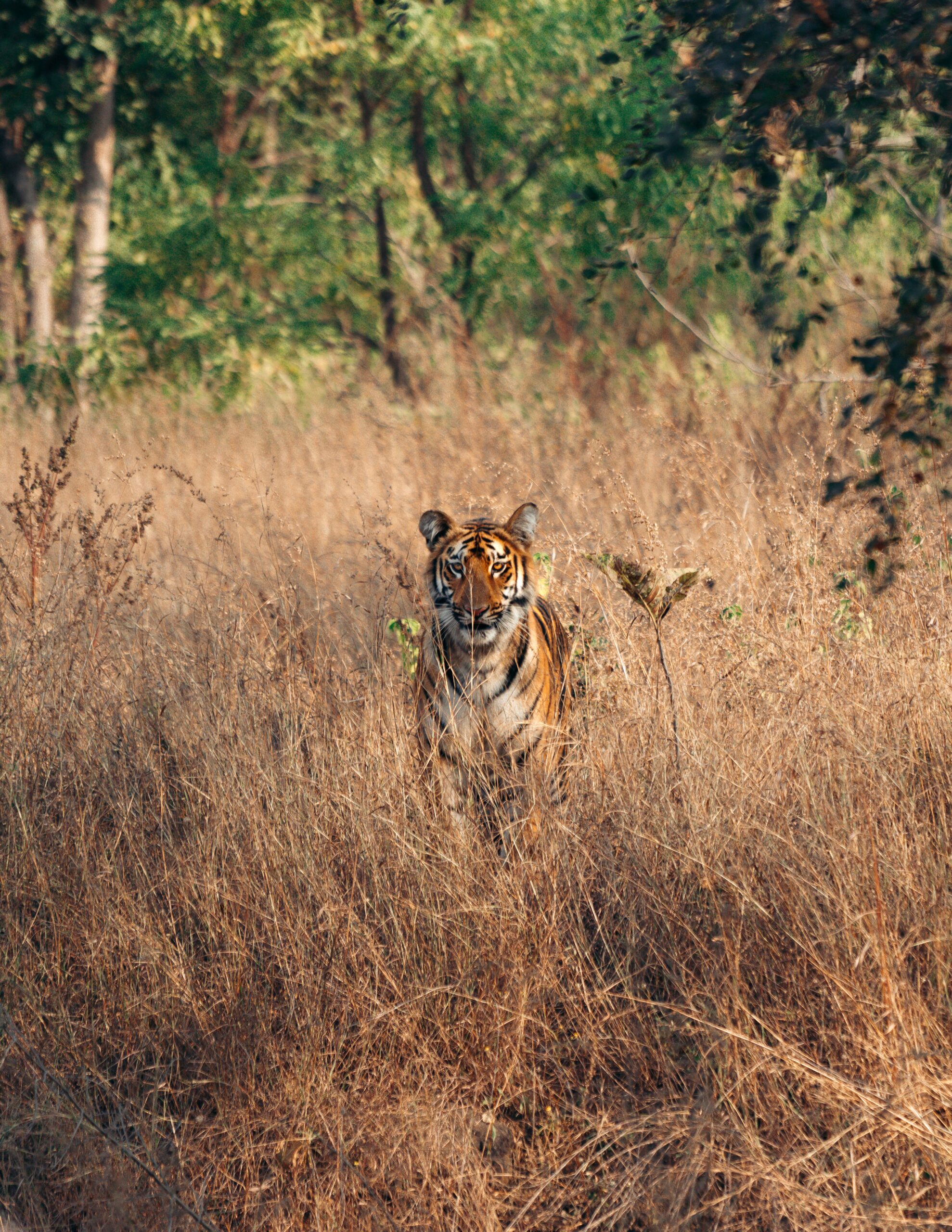 Indian tiger safari