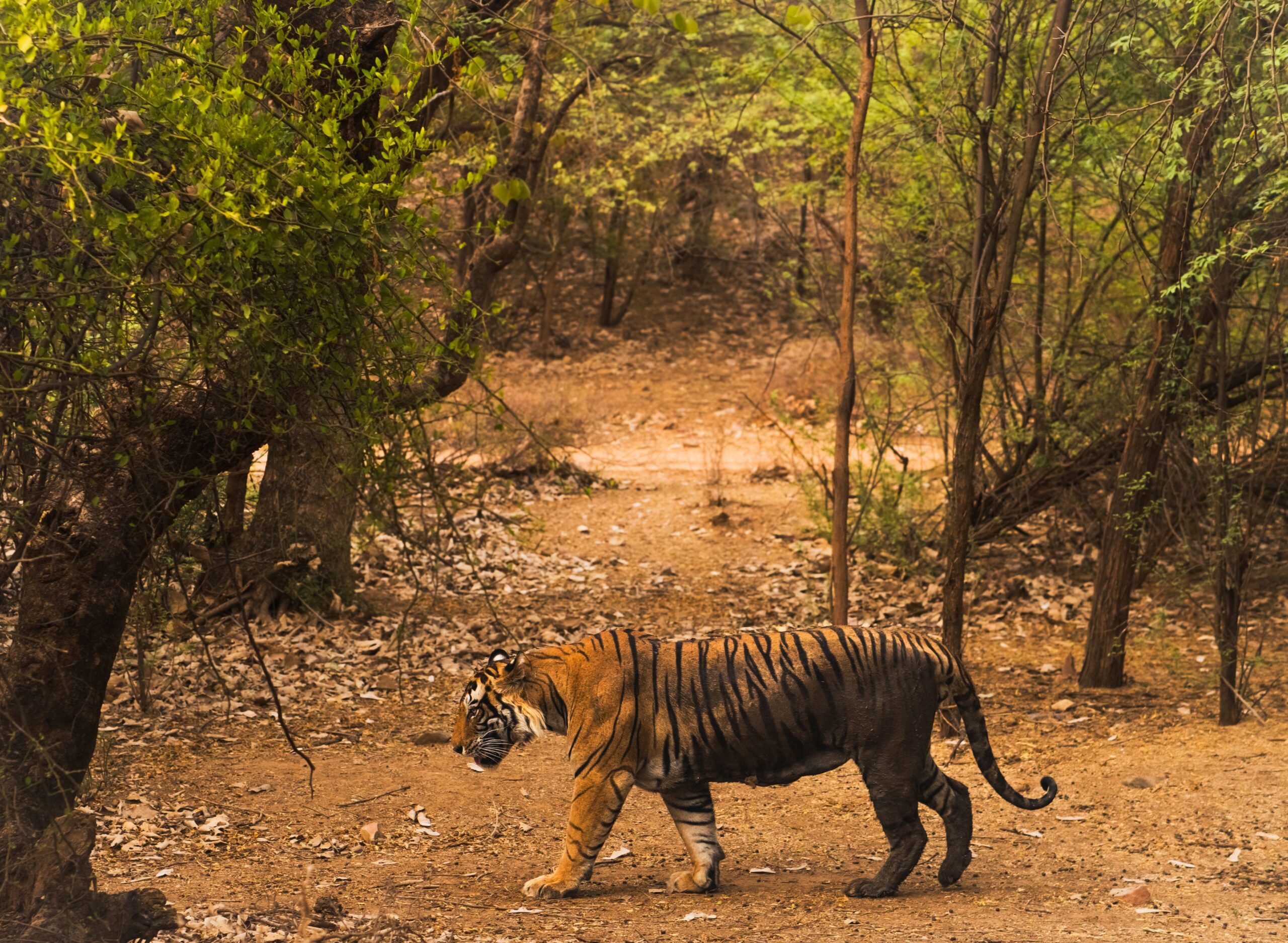 Indian tiger safari