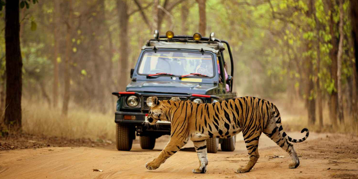 Tiger Safari Jeep